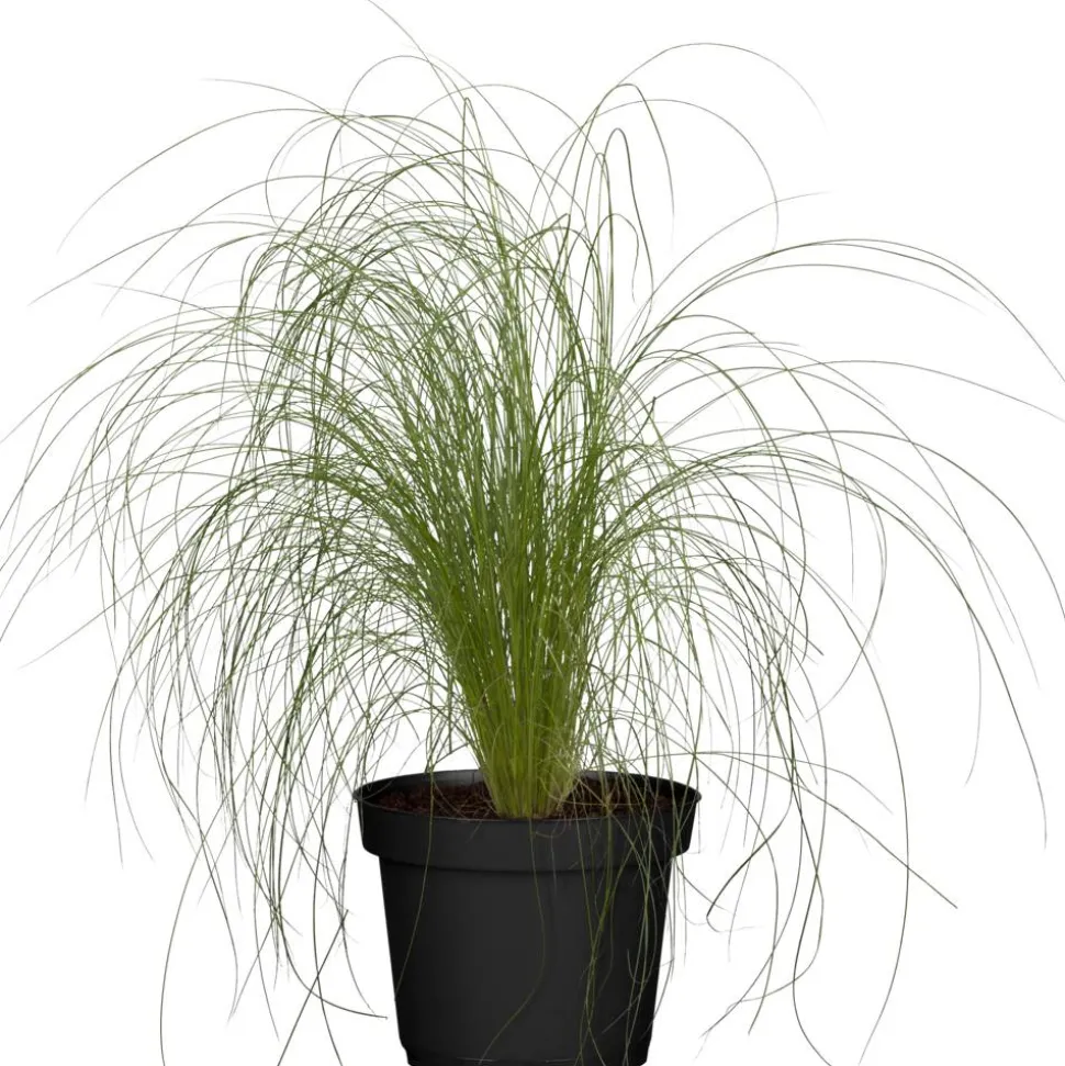 Zartes Federgras 'Ponytails' 19 cm Topf
