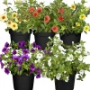 Zauberglöckchen ungefüllt Farbmix 12 cm Topf, 5er-Set