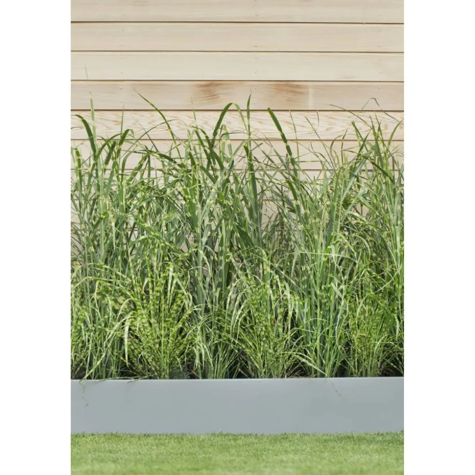 Zebraschilf 'Gold Bar' 19 cm Topf