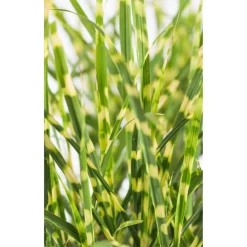 Zebraschilf 'Gold Bar' 19 cm Topf