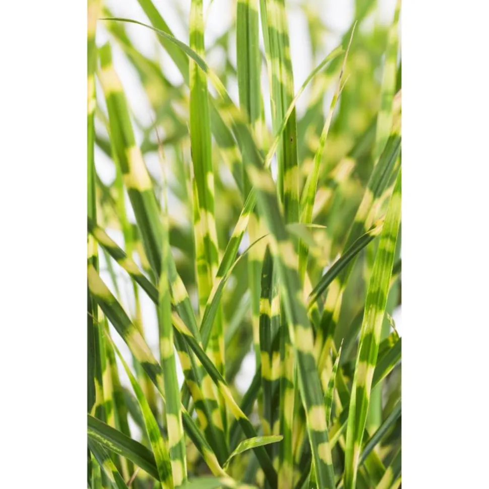 Zebraschilf 'Gold Bar' 19 cm Topf