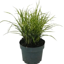 Zebraschilf 'Gold Bar' 19 cm Topf