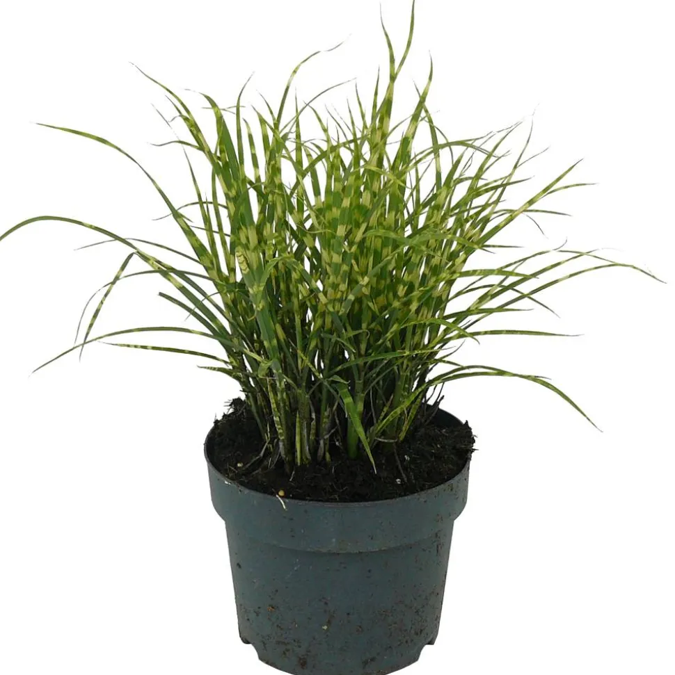 Zebraschilf 'Gold Bar' 19 cm Topf