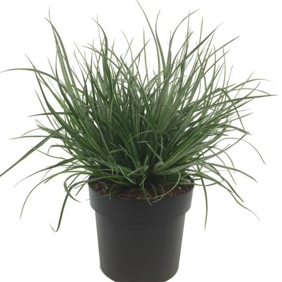 Ziergras verschiedene Sorten 19 cm Topf