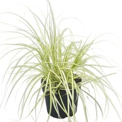Ziergras verschiedene Sorten 19 cm Topf