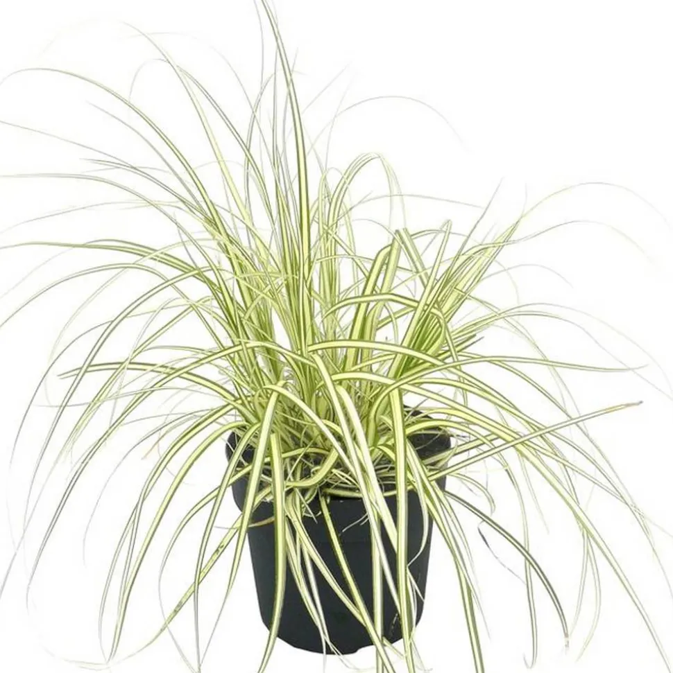 Ziergras verschiedene Sorten 19 cm Topf