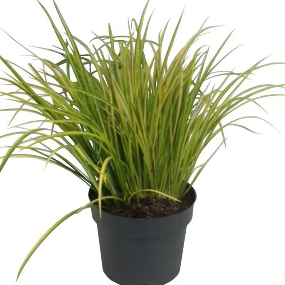 Ziergras verschiedene Sorten 19 cm Topf
