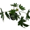 Zimmeraralie 'Spider Webs Variegata' 12 cm Topf