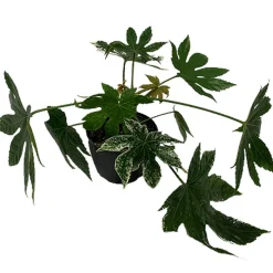 Zimmeraralie 'Spider Webs Variegata' 12 cm Topf