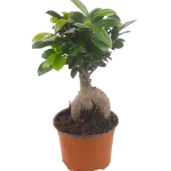Zimmerbonsai Ficus 'Ginseng' 12 cm Topf