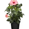 Zimmer-Hibiskus 'Long Life' rosa, 13 cm Topf