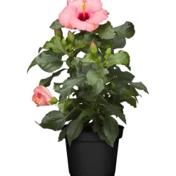Zimmer-Hibiskus 'Long Life' rosa, 13 cm Topf