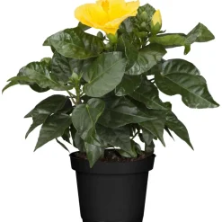 Zimmer-Hibiskus 'Long Life' gelb, 13 cm Topf
