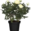 Zimmerrose 'Rosa Nova' weiß 10,5 cm Topf