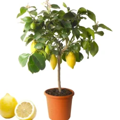 Zitronen-Stamm 19 cm Topf