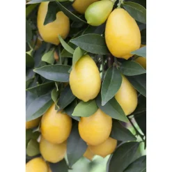 Zitronen-Stamm 19 cm Topf