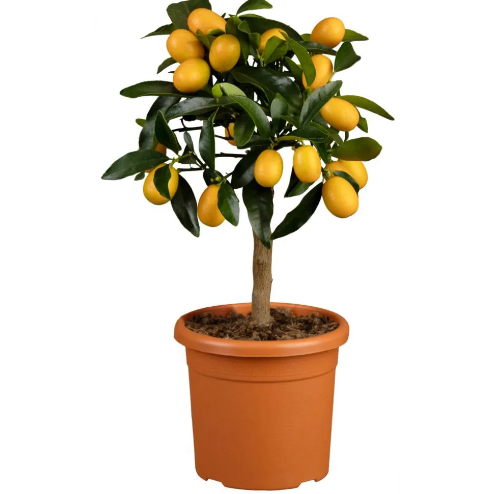 Zitrus-Ministamm verschiedene Sorten 15 cm Topf