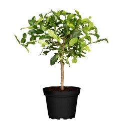 Zitrus-Ministamm verschiedene Sorten 15 cm Topf