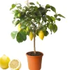 Zitrus-Stamm verschiedene Sorten 21 cm Topf