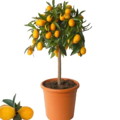 Zitrus-Stamm verschiedene Sorten 21 cm Topf