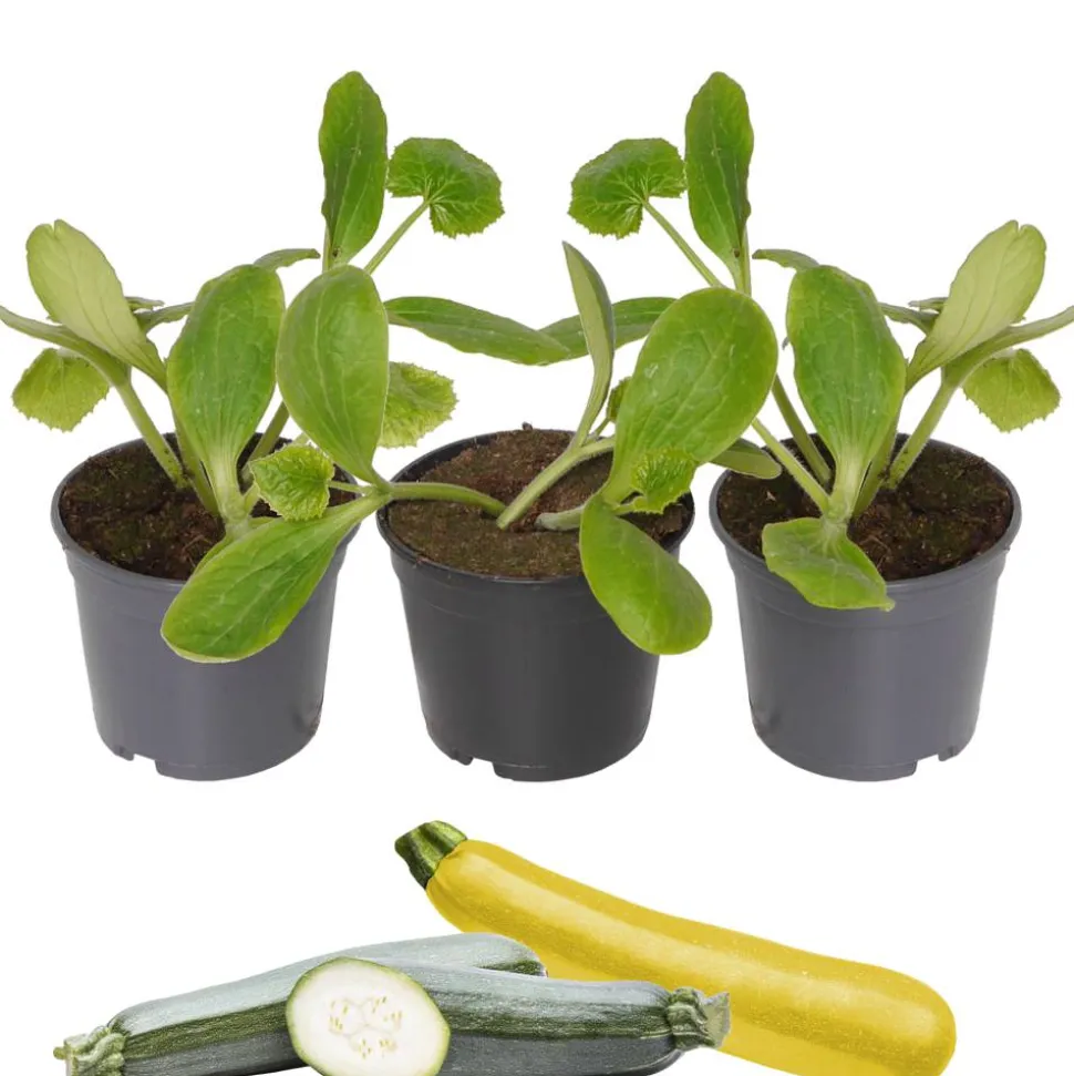 Zucchini-Mix grün, gelb 9 cm Topf, 3er-Set
