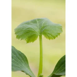 Zucchini-Mix grün, gelb 9 cm Topf, 3er-Set