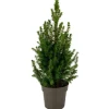 Zuckerhutfichte 15 cm Topf
