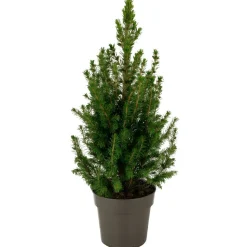 Zuckerhutfichte 15 cm Topf