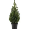 Zuckerhutfichte 'December' 19 cm Topf
