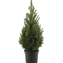 Zuckerhutfichte 'December' 19 cm Topf