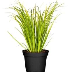 Zwergkalmus 'Ogon' 14 cm Topf