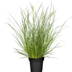 Zwerg-Lampenputzergras 'Piglet' 19 cm Topf