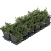 Zwergmispel 'Frieders Evergreen' weiß 9 cm Topf, 12er-Set