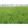 Zwergmispel 'Radicans' weiß 9 cm Topf, 12er-Set