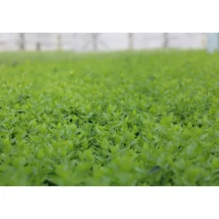 Zwergmispel 'Radicans' weiß 9 cm Topf, 12er-Set