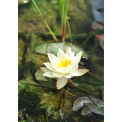 Zwergseerose 'Helvola', 11x11 cm Topf