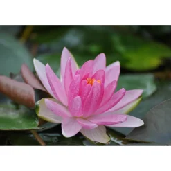 Zwergseerose 'Laydekeri Lilacea', 11x11 cm Topf