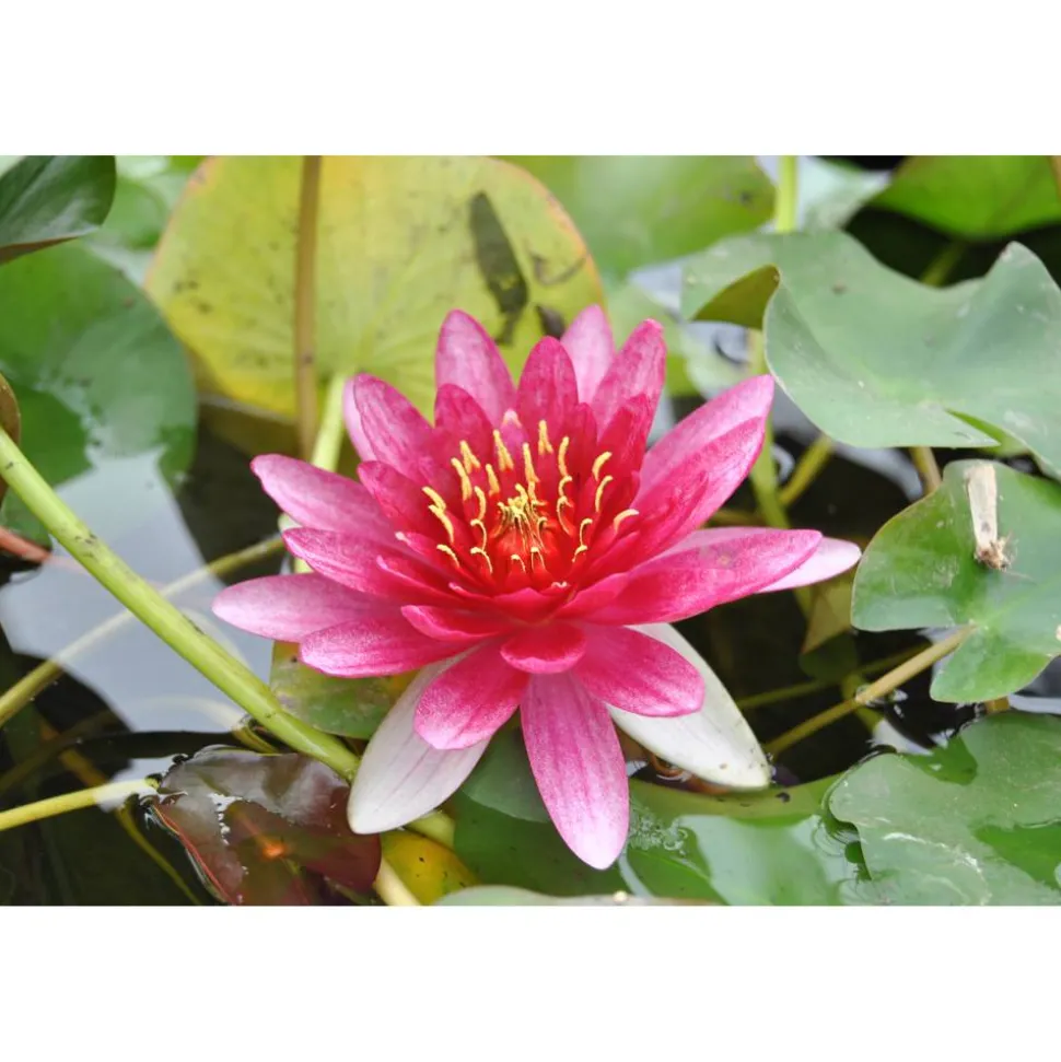 Zwergseerose 'Rubra', 11x11 cm Topf