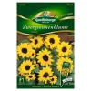 Zwergsonnenblume "Ballad" 8 Stück